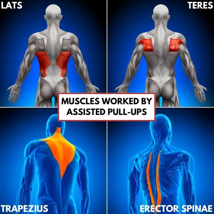 back muscles targeted by assisted pull up