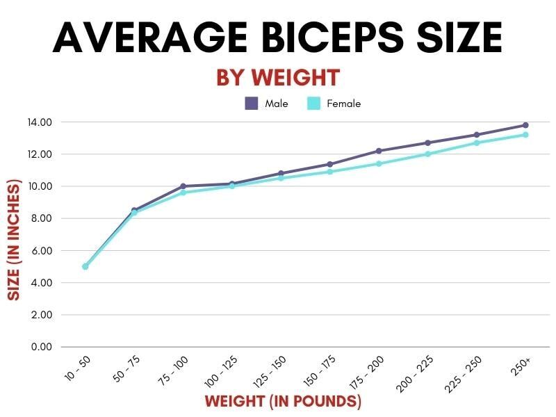 average biceps size by weight