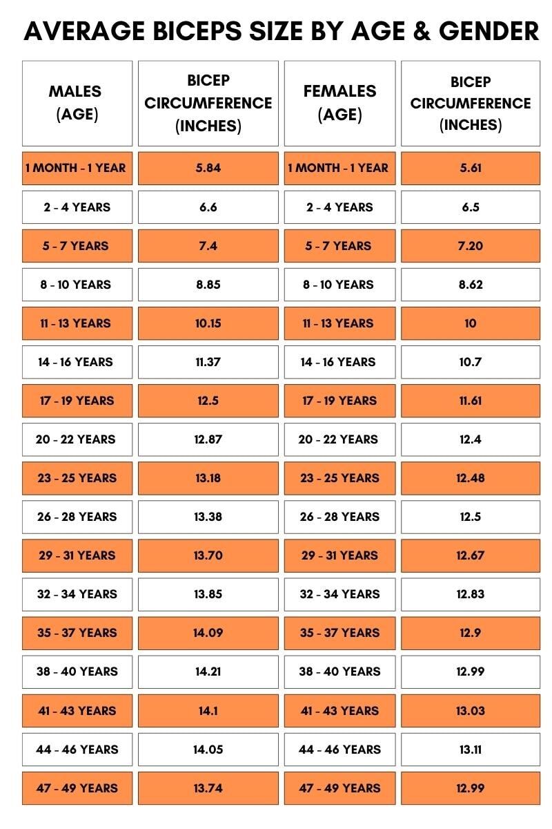 average biceps size by age and gender