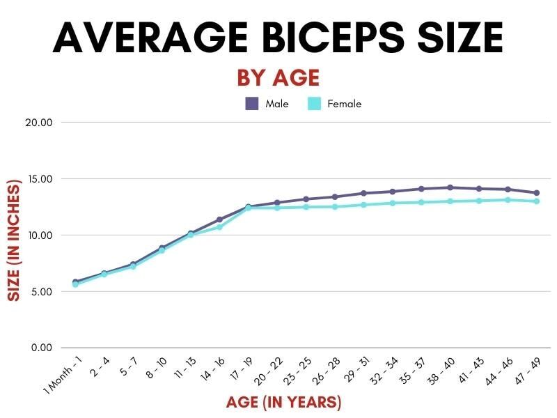 average biceps size by age