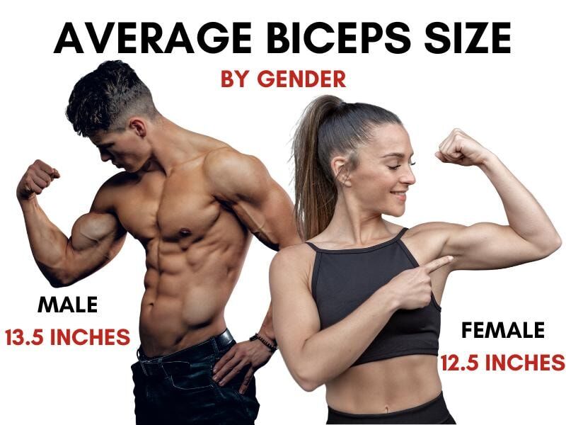 average biceps size by gender